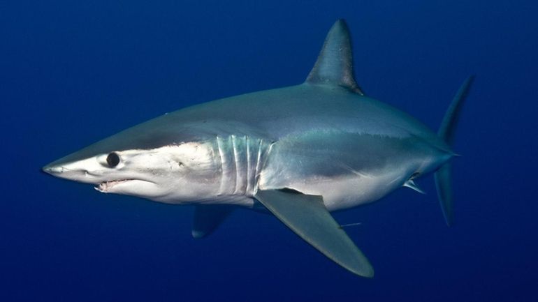 The shortfin mako, which swims along the Atlantic seaboard and is...