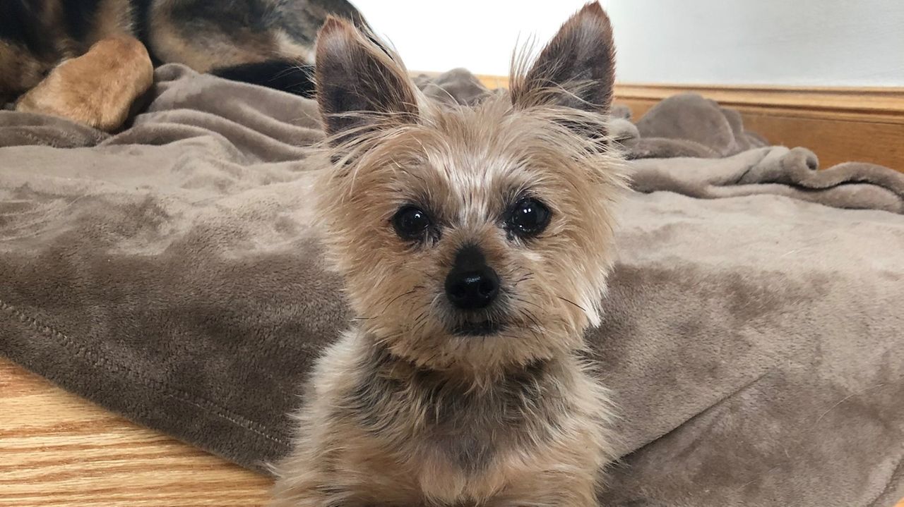 Nassau County judge sets aside guilty animal cruelty verdict against