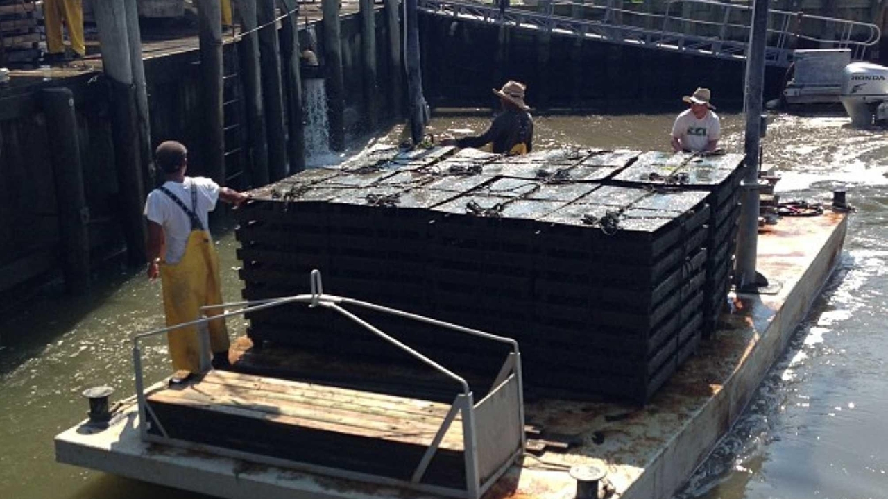 Parts of LI coast reopen to shellfishing - Newsday