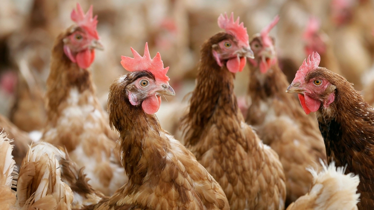 New organic rules announced by USDA tighten restrictions on livestock and poultry producers - Vimarsana News