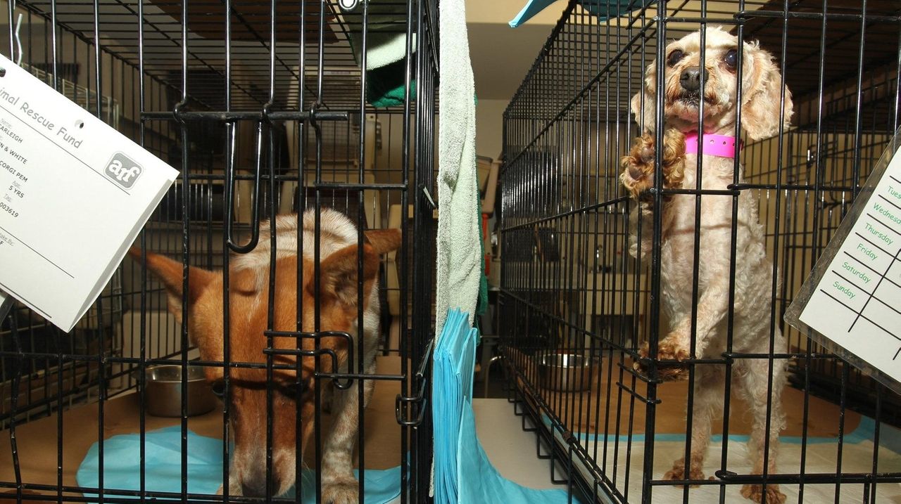 Riverhead Town Board unanimously votes to ban puppy mills