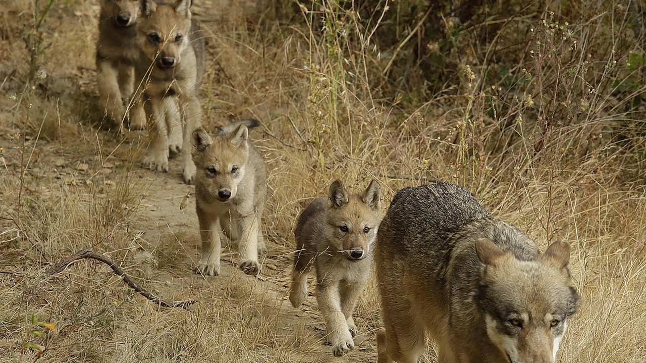 Researchers have identified a new pack of endangered gray wolves in California - Vimarsana News