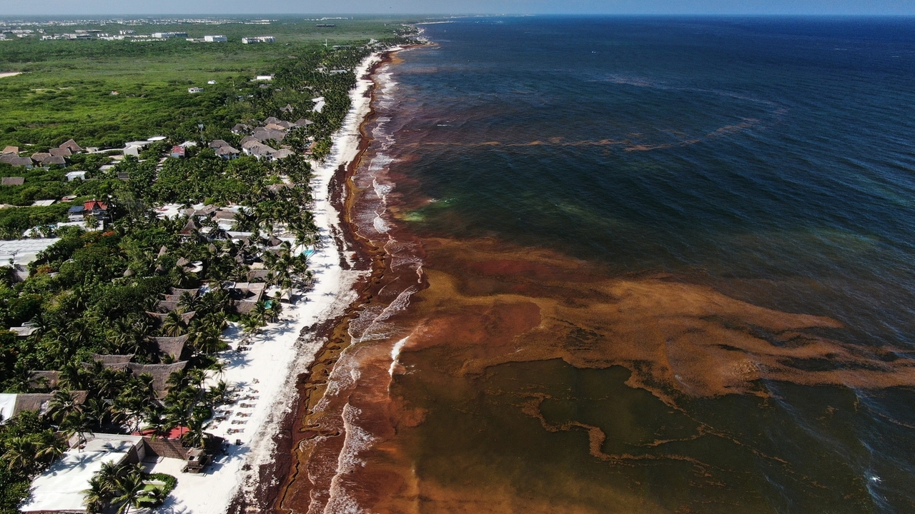 Caribbean Sargassum Blooms Smother Beaches and Threaten Tourism Economies