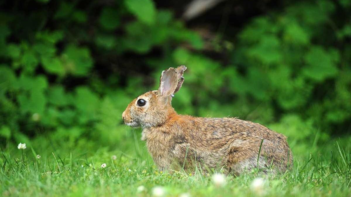 Garden Detective getting rid of rabbits Newsday
