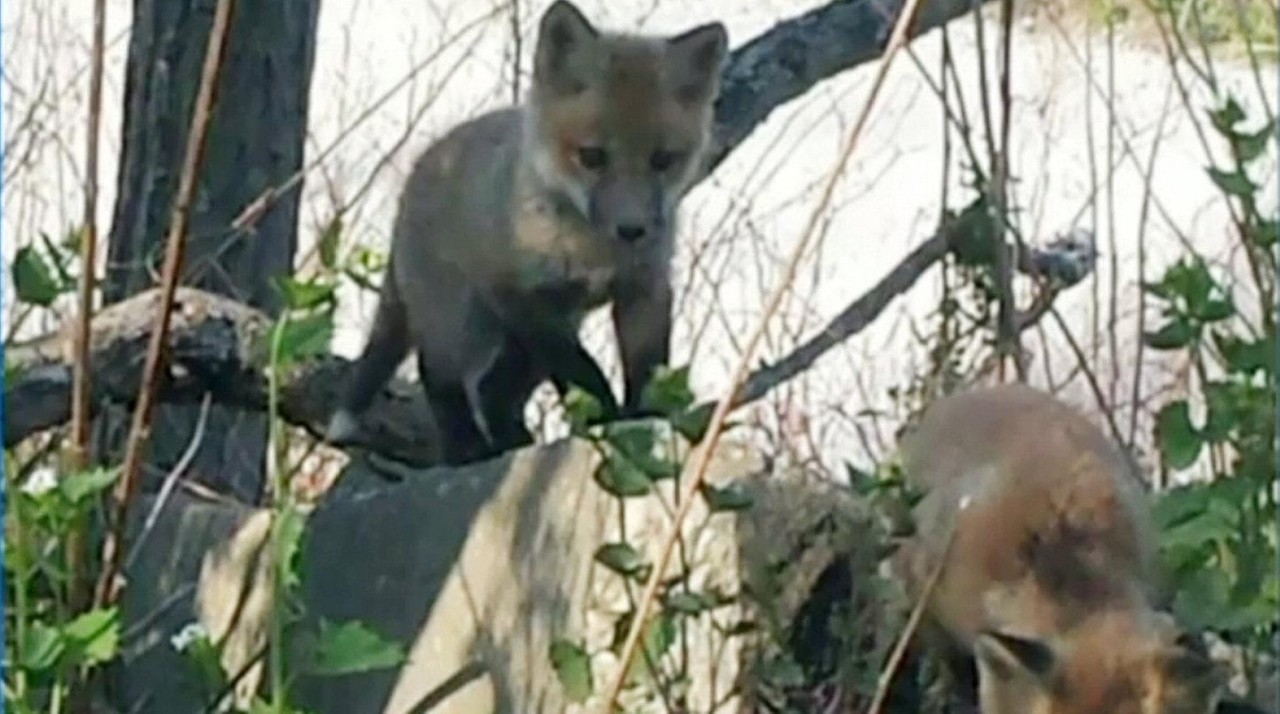 Merrick preserve home to red foxes, says official - Newsday