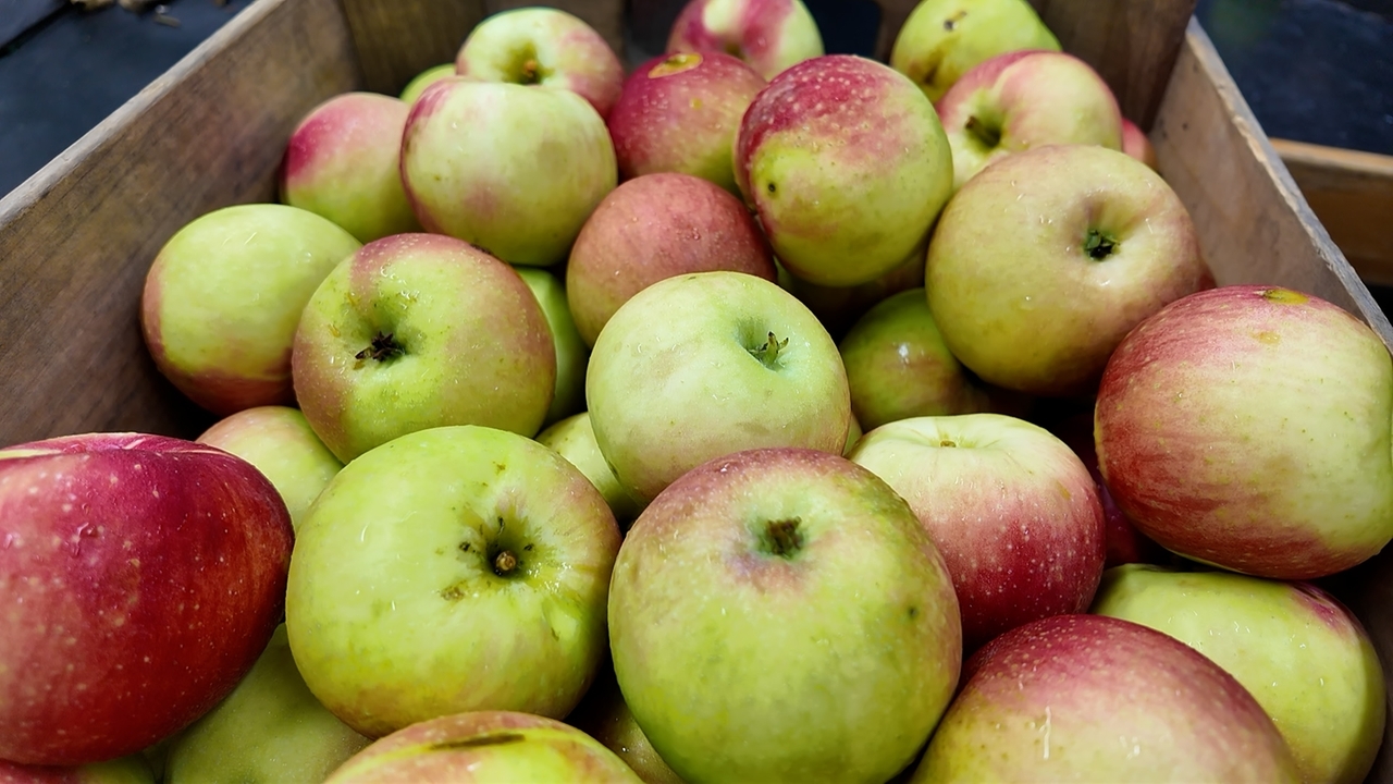 Out East: The Milk Pail U-pick apple farm in Water Mill