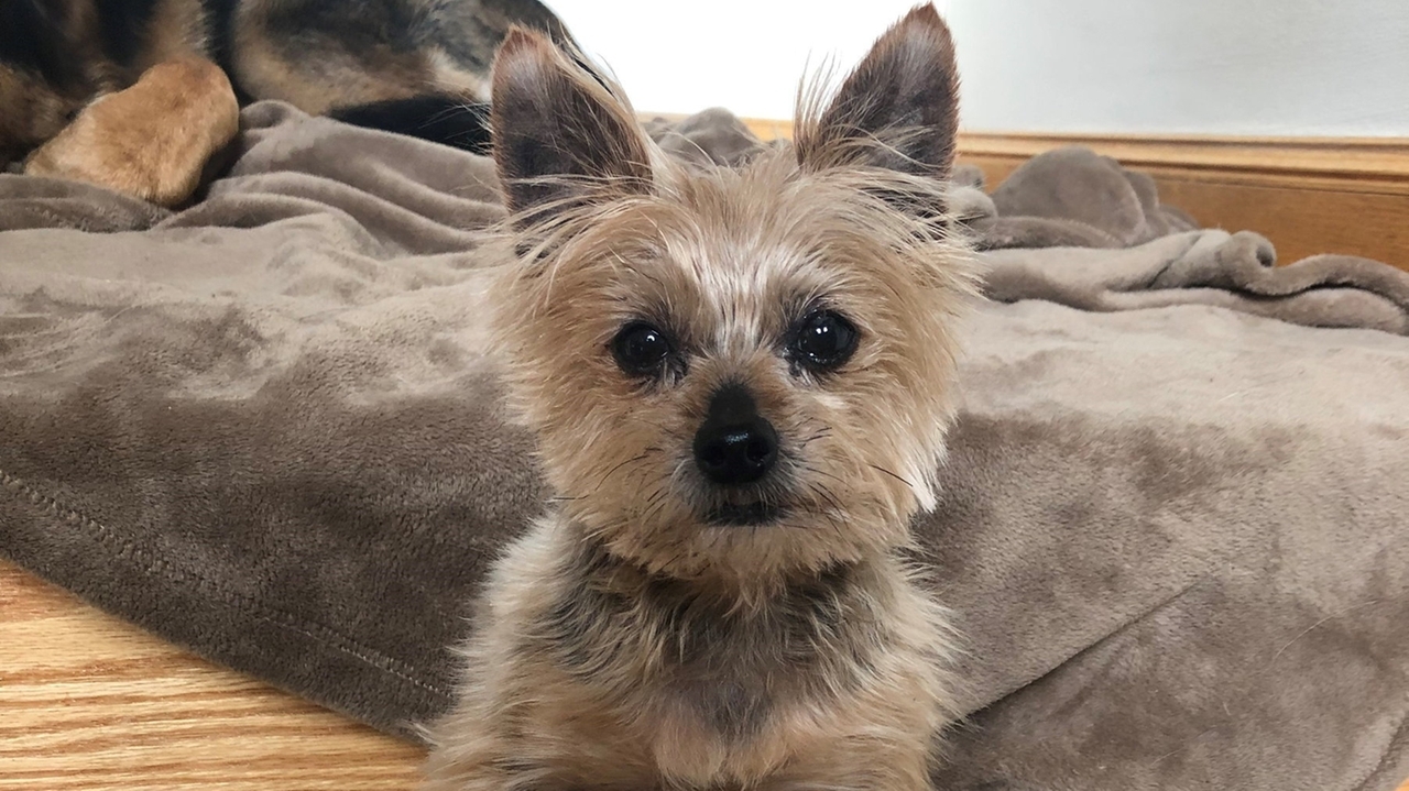 LI man sentenced to 1 additional year of probation for fatally kicking dog