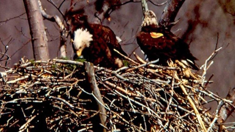 A banded, bald eagle found dead on Tuesday, June 6,...