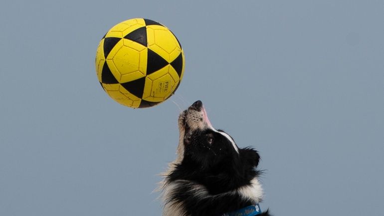 The border collie named Floki plays footvolley, a combination of...