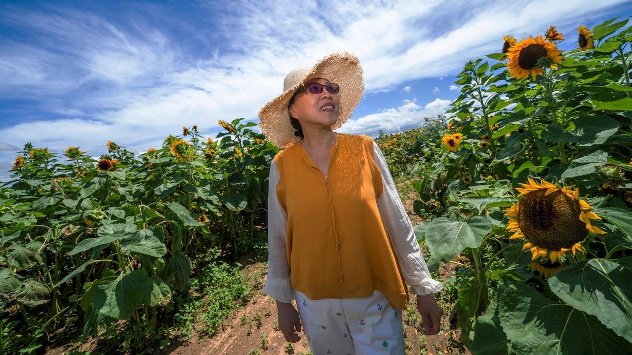 Sunflower fields on Long Island that you can pick your own - Vimarsana News