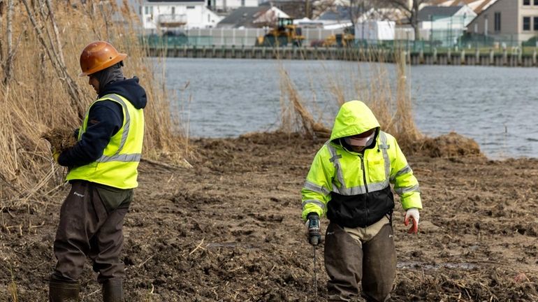 Workers were busy planting beach grass recently for a shore...