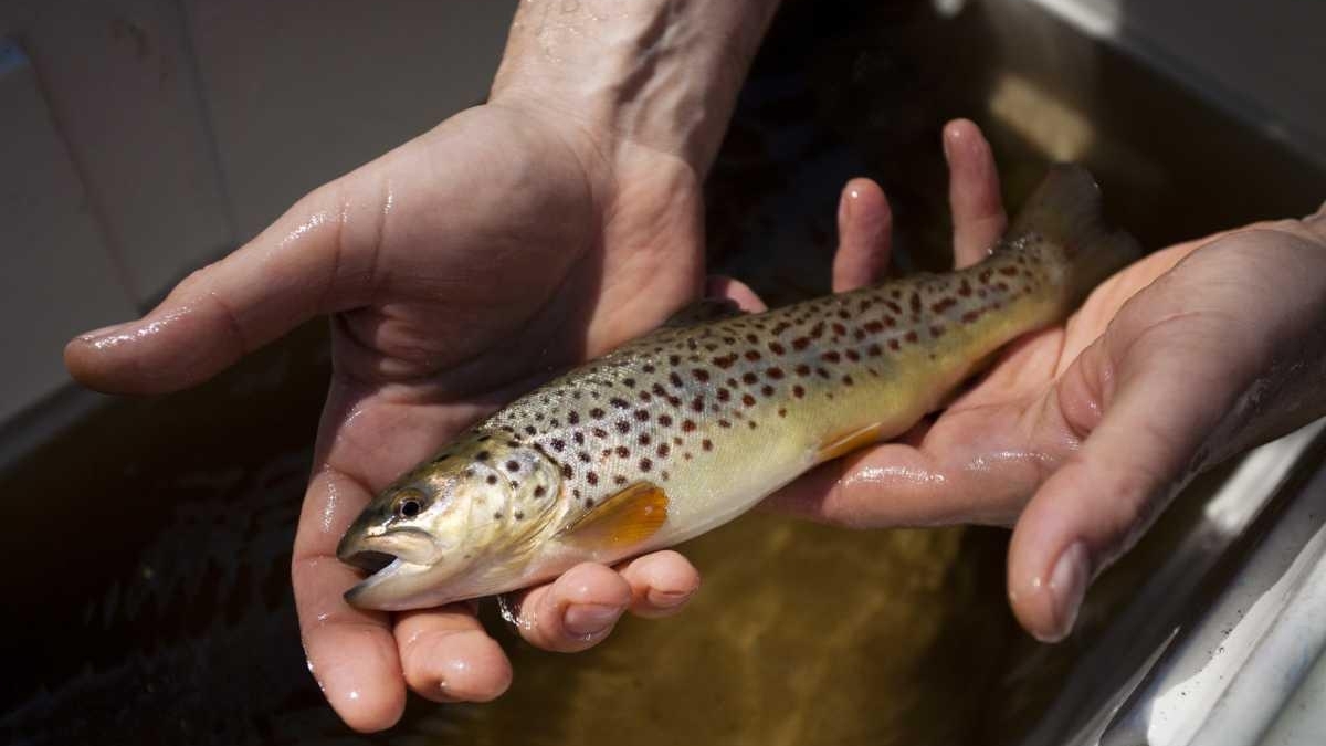 Researchers tracking Carmans River fish - Newsday
