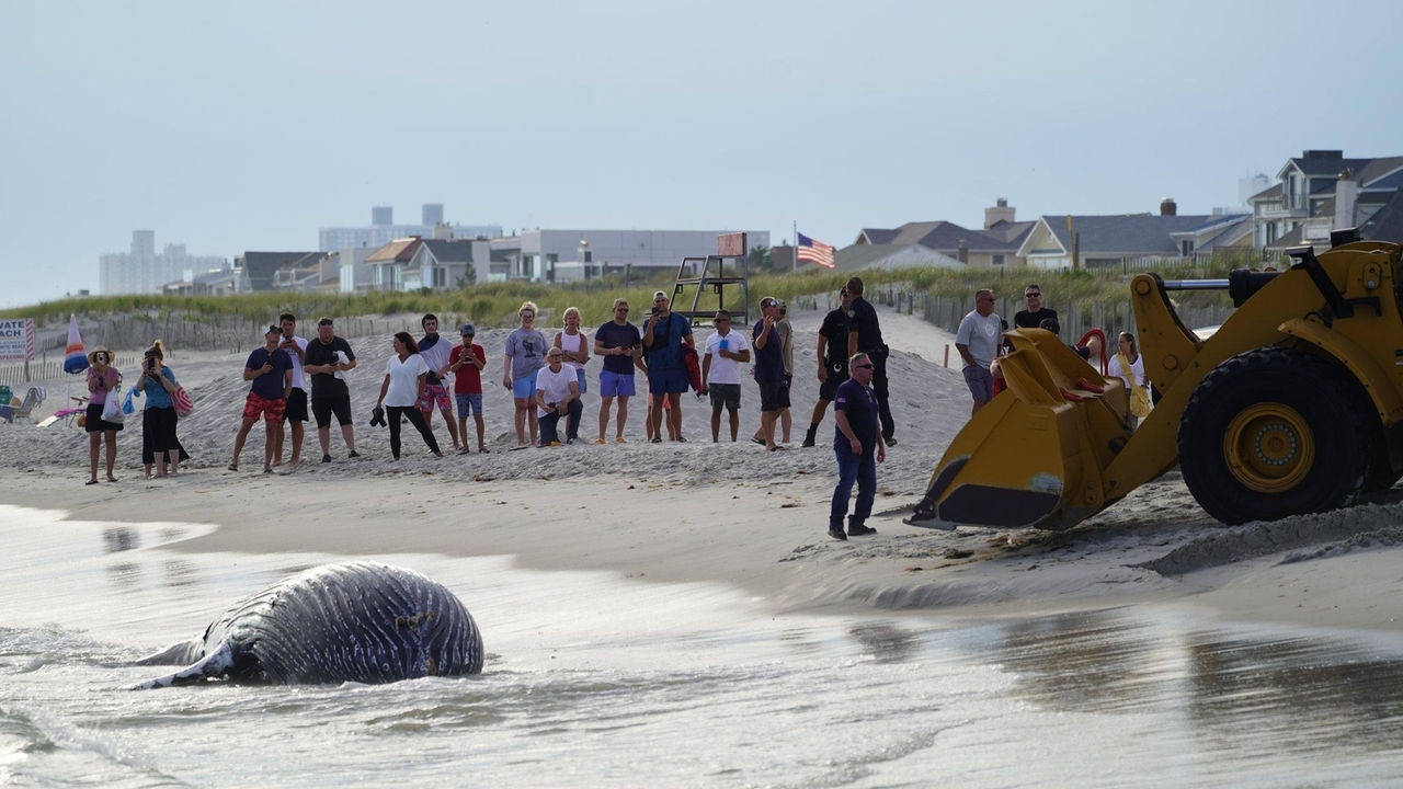 Boat strikes killing more whales as more come to Long Island and region for food, experts say - Vimarsana News