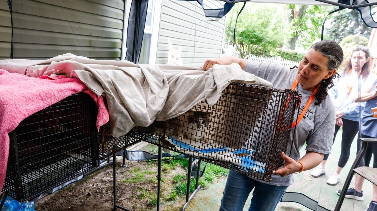 Babylon Village, nonprofit team up to tackle feral cat problems with trap, neuter and return event