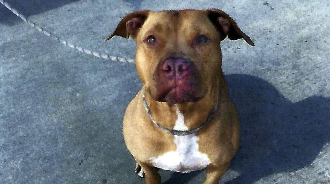 Appeals court weighs animal rescue group's bid to rehab pit bull from