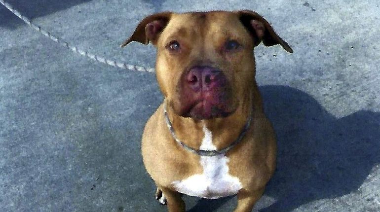 Ruby, a pit bull at the Oyster Bay animal shelter...