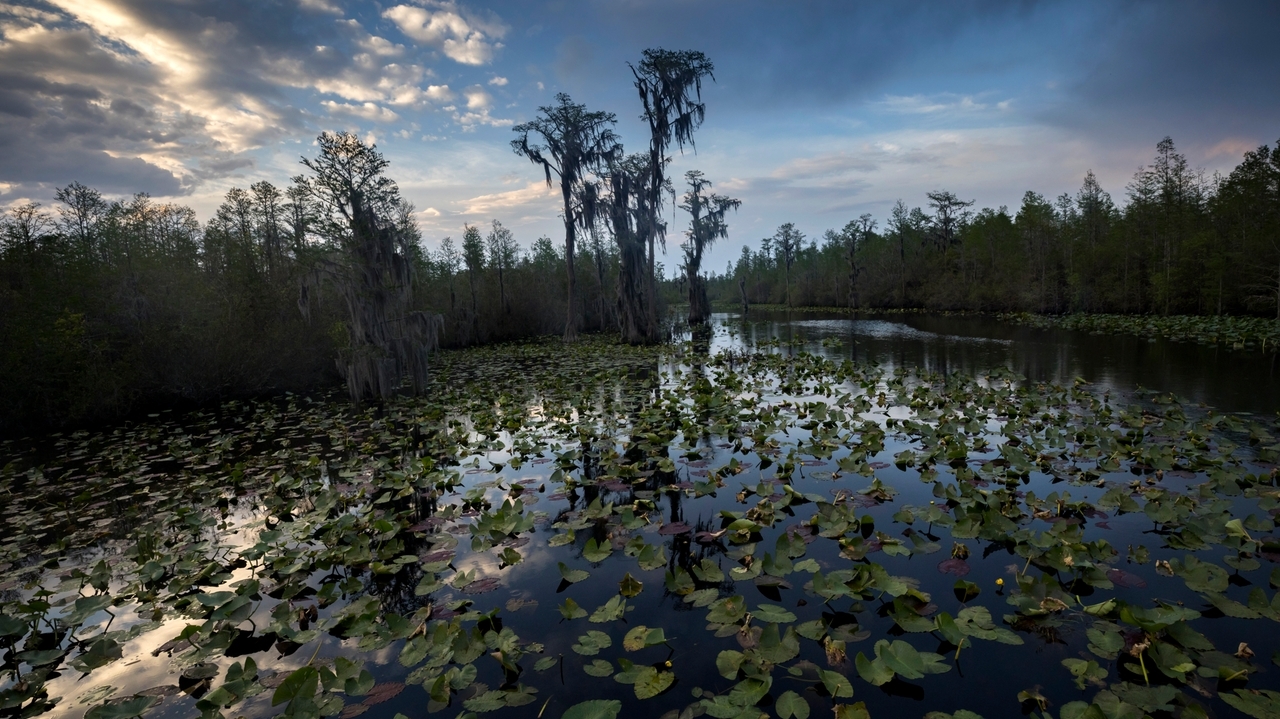 Agency approves expanding Okefenokee wildlife refuge, setting up possible buyout of mining project - Newsday