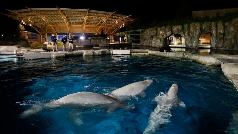 Three beluga whales swim together in an acclimation pool after...