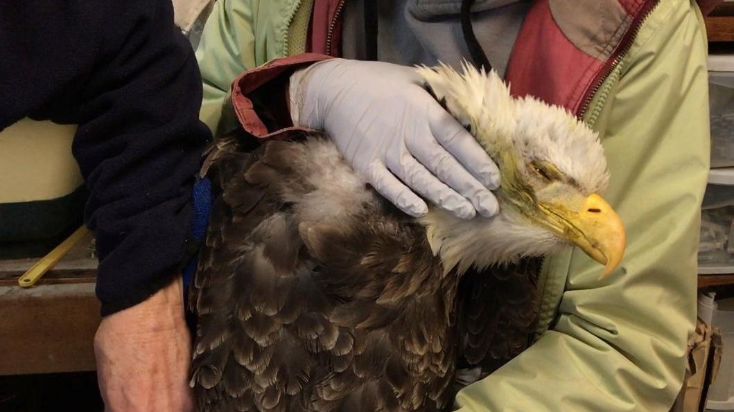 Lead from hunters’ bullets is poisoning, killing bald eagles - Newsday