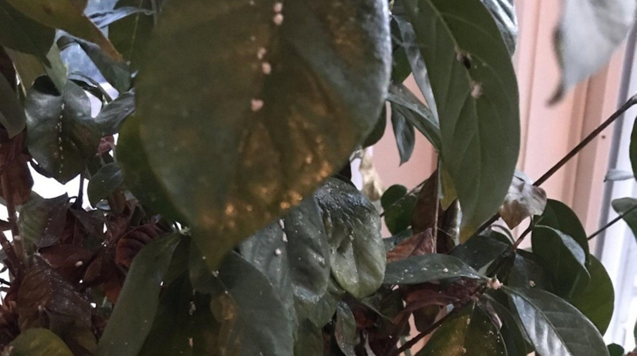 How to control scale insects on houseplants - Newsday