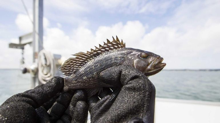 A young Black Sea Bass is retrieved from the trawling...