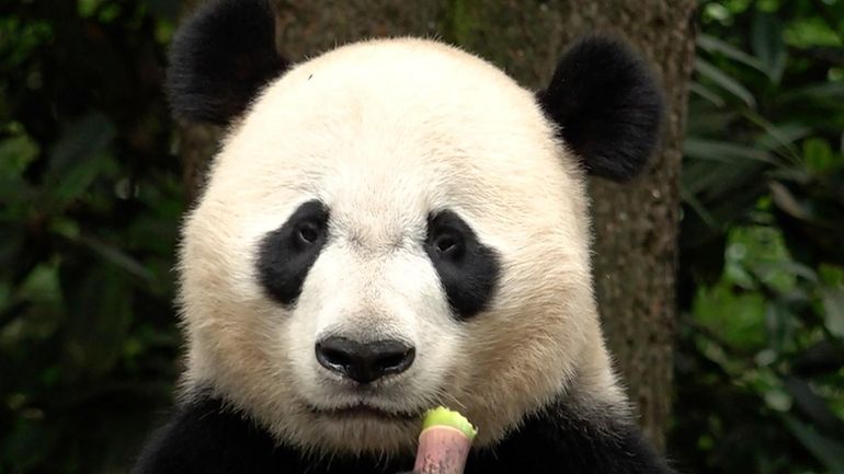 Bei Bei, a male giant panda, born in Smithsonian's National...