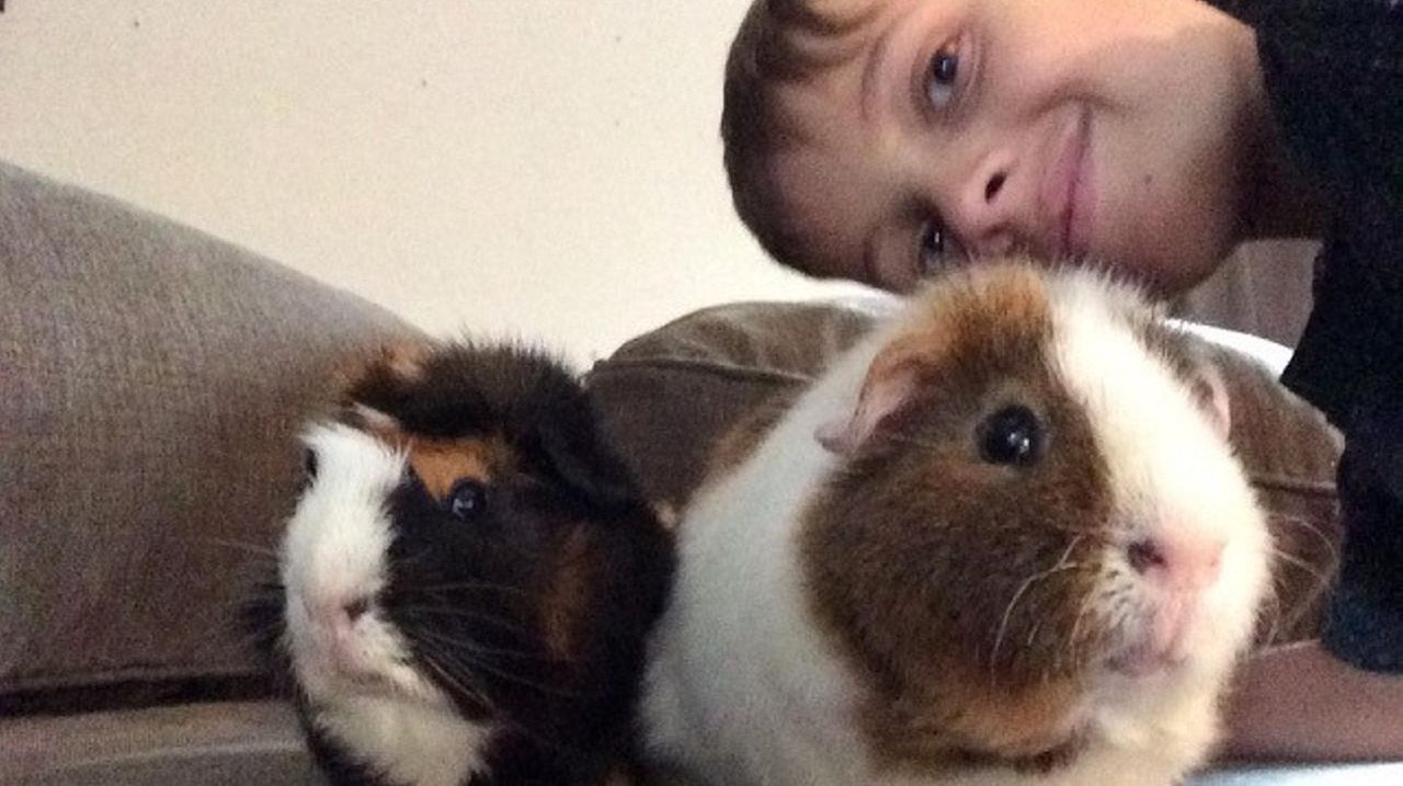 Guinea pigs are cute, cuddly and easy to take care of Newsday