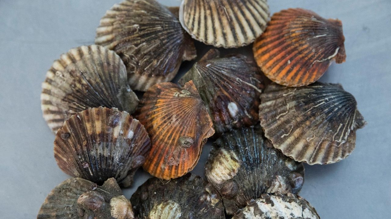 Peconic Bay scallops dieoff tied to newly detected parasite Newsday