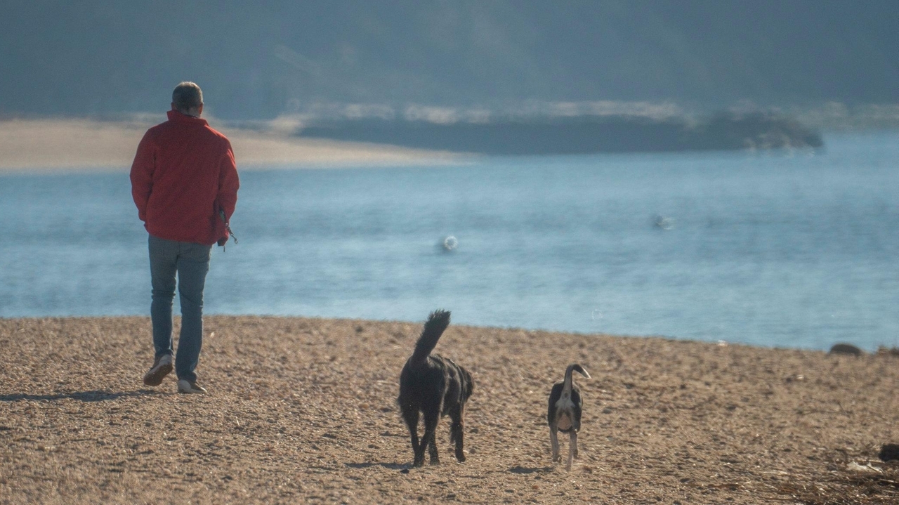 Dogs on beaches, LIPA, subway chokehold death, and SBU - Vimarsana News