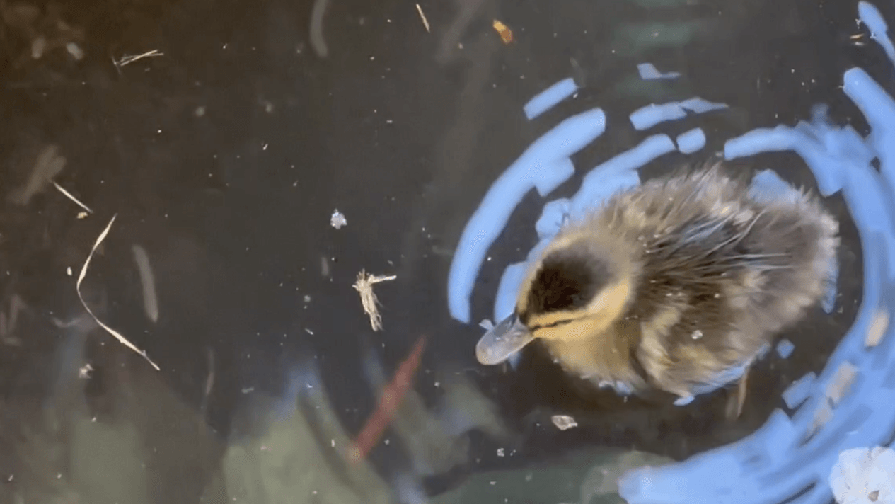 Ducklings rescued in North Bellport - Newsday
