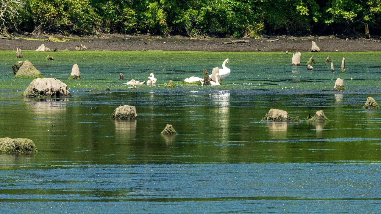 Let's restore the lake at Blydenburgh Park Newsday