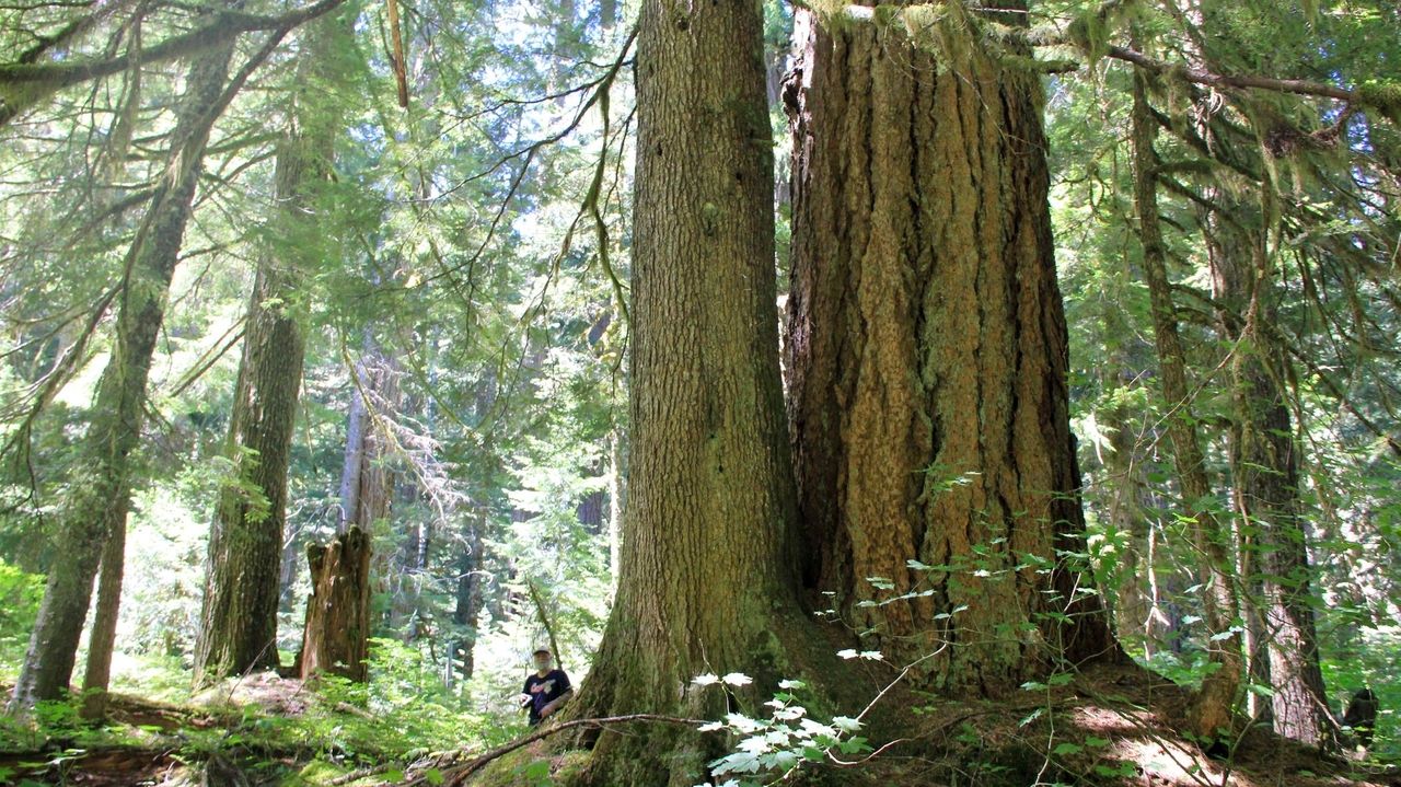 Biden administration moves to protect oldgrowth forests as climate
