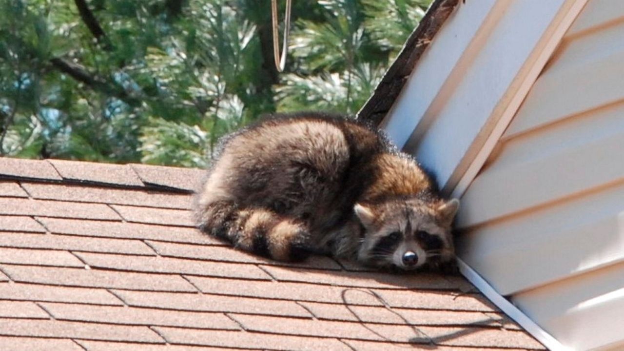 Second raccoon in Suffolk tests positive for rabies - Newsday