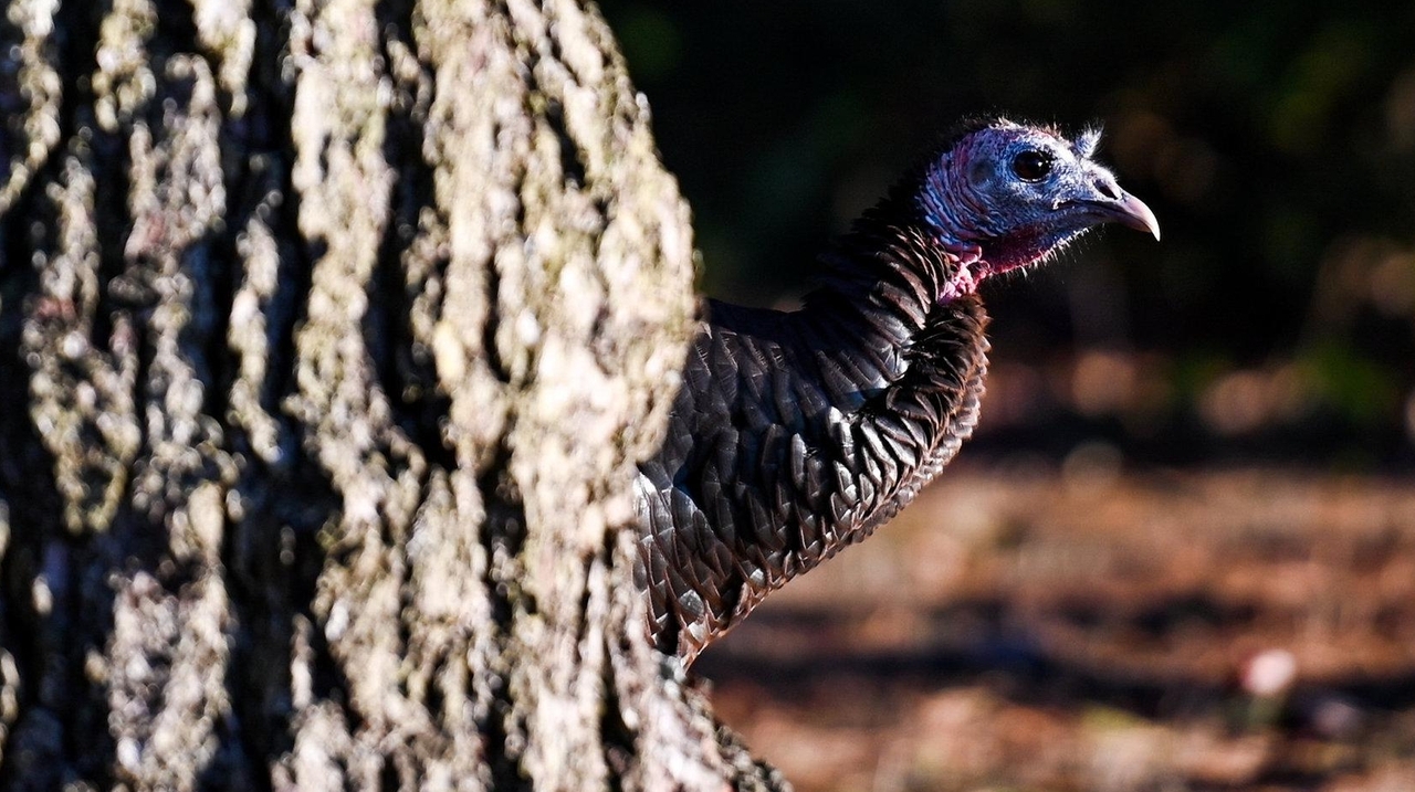 Long Island's wild turkeys to be counted by conservation agency Newsday