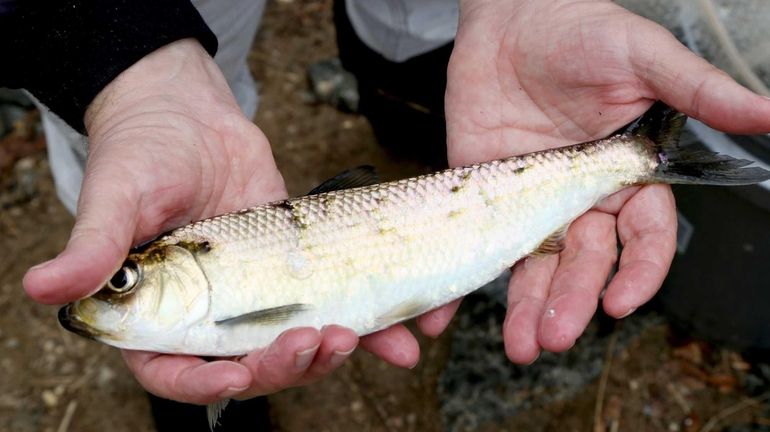 Retired fisheries biologist Byron Young checks an alewife fish at...