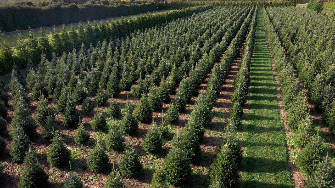 Mattituck's Shamrock Christmas Tree Farm plans massive tree maze