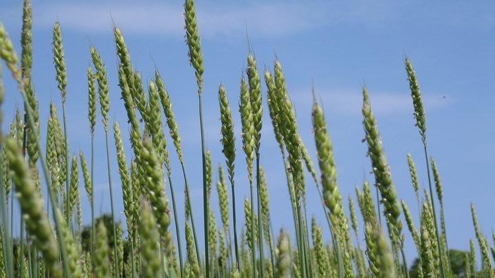 New on LI: Wheat - Newsday