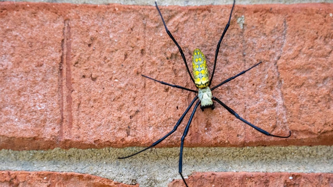 Fist-sized Joro spider spreading north, but only insects need fear ...