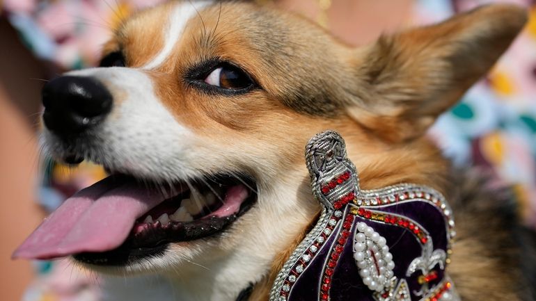 Maggi a Pembrokeshire Corgi with her owner takes part in...