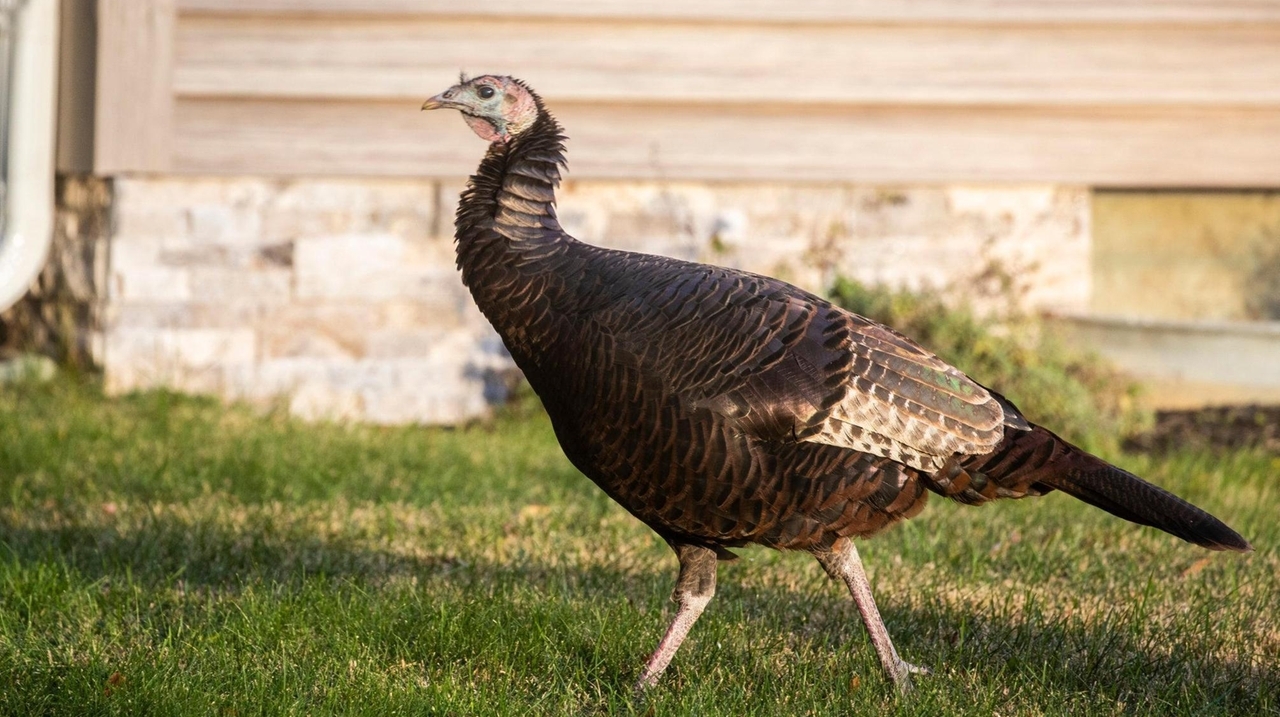 What to know about wild turkeys on Long Island Newsday