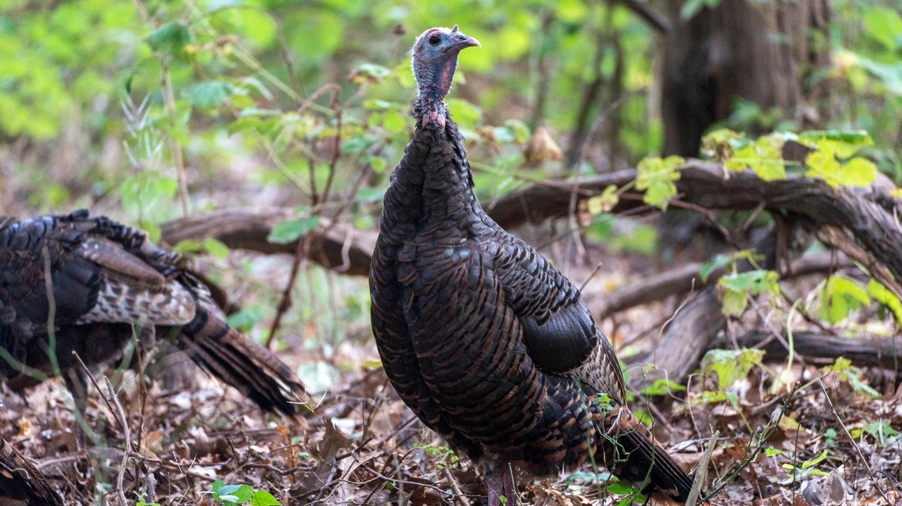 Wild turkeys in Suffolk County may be hunted this spring — the season's
