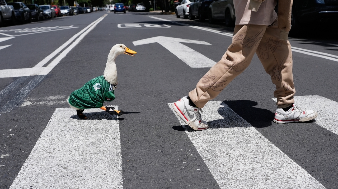 Meet Merlin the duck, a Mexico City streetside regular turned World Cup ...