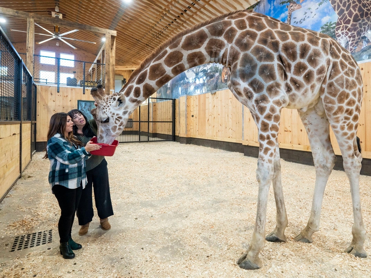White Post Farms' new giraffe experience, more fall fun in November -  Newsday