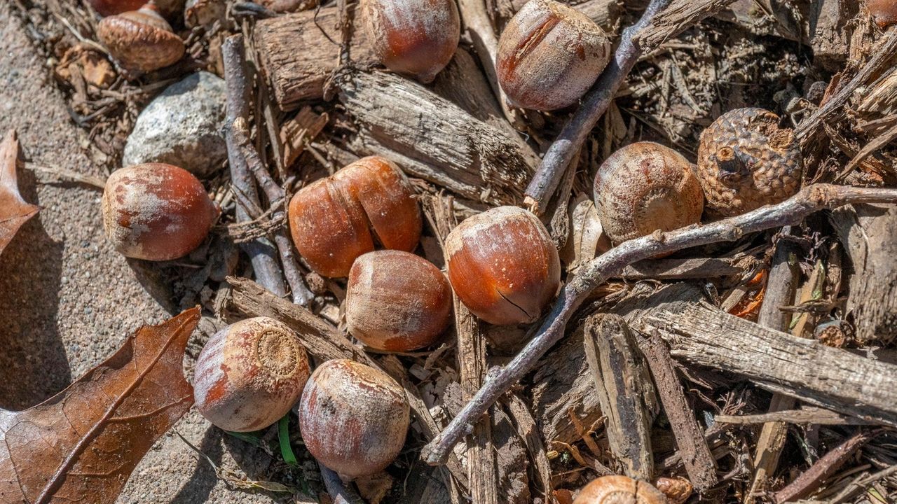 Why are there so many acorns this fall? - Newsday