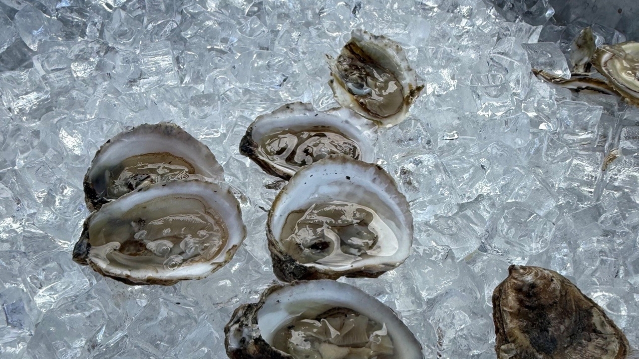 This week in Oyster Bay newsletter: Where did all the oysters go?