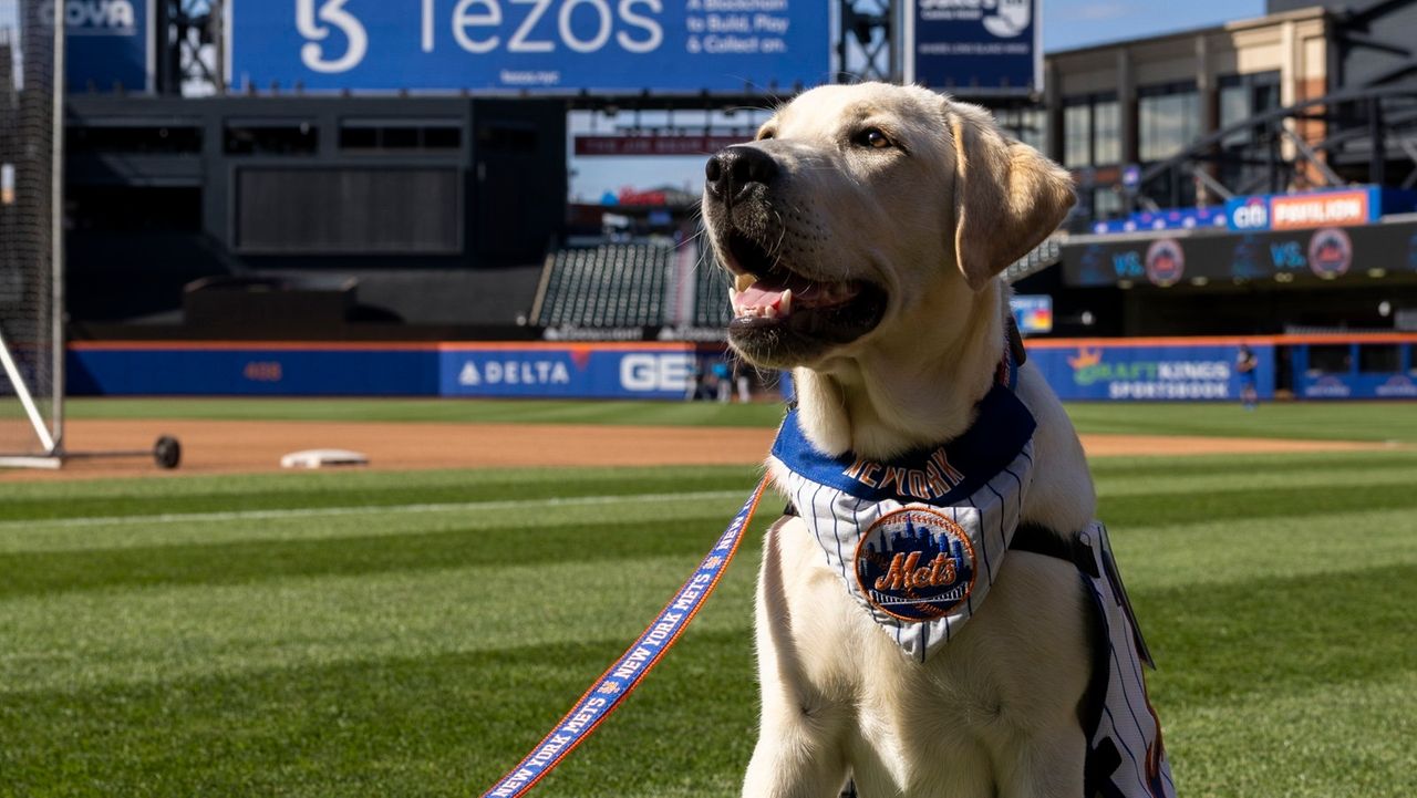 Shea, service dog in training, a source of relief for Mets - Newsday
