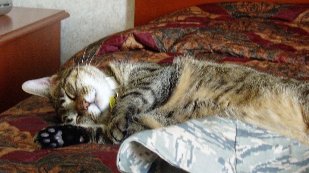 Petfriendly hotels on Long Island Newsday