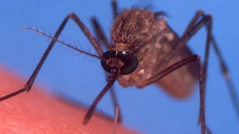 A culex pipiens, one of the mosquitoes that transmits West...