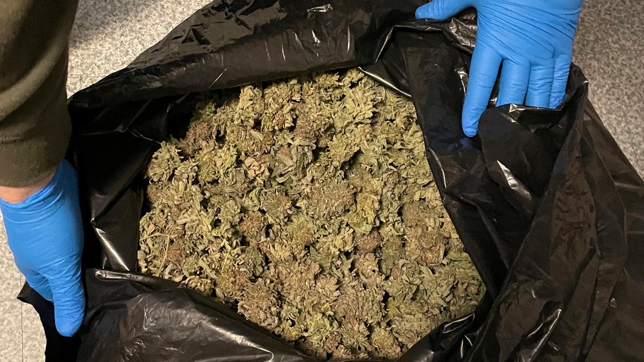 Marijuana grow busted in Maine as feds investigate trend in 20 states - Vimarsana News
