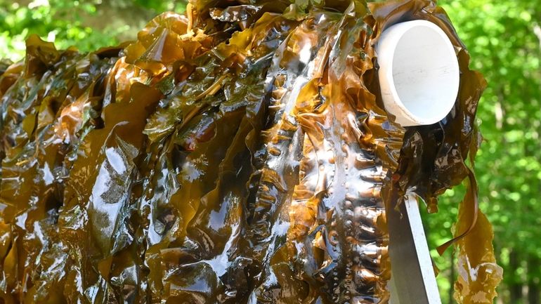 Kelp samples are displayed at Stony Brook University earlier this...